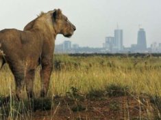 Lion on loose in Kenya