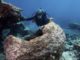 Obama Plans to Create Worlds Largest Marine Protected Area