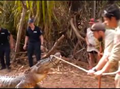 Cattle eating giant crocodile captured by Australian police