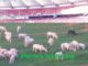 Herdsmen turn National stadium Abuja to grazing ground