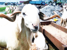 Ram Goes For N400000 As Traders Lament Low Patronage