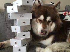 Son of Chinas richest man shows off his dogs 8 iPhone 7s
