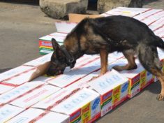 NDLEA confiscates drugs valued more than N10.7 billion in Edo state