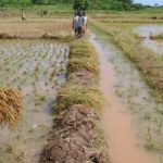 Nigeria launches rice production 1