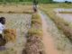 Nigeria launches rice production 1