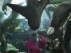 Stingray Kills Singapore Oceanarium Diver