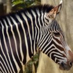 Austrian man wins right to take family name Zebra