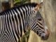 Austrian man wins right to take family name Zebra