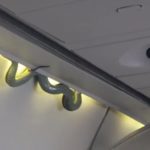 Snake on a plane Live reptile intrudes on flight in Mexico
