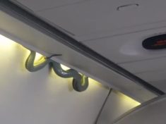 Snake on a plane Live reptile intrudes on flight in Mexico