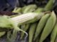 South African grain body sees surplus maize output in 2017