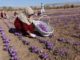 Spice of life Saffron harvest offers jobs opportunity in Afghanistan