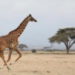 Giraffes suffer silent extinction in Africa Red List report