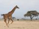 Giraffes suffer silent extinction in Africa Red List report