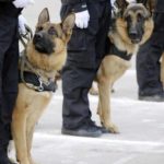 Nigerian Police Dogs