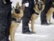 Nigerian Police Dogs