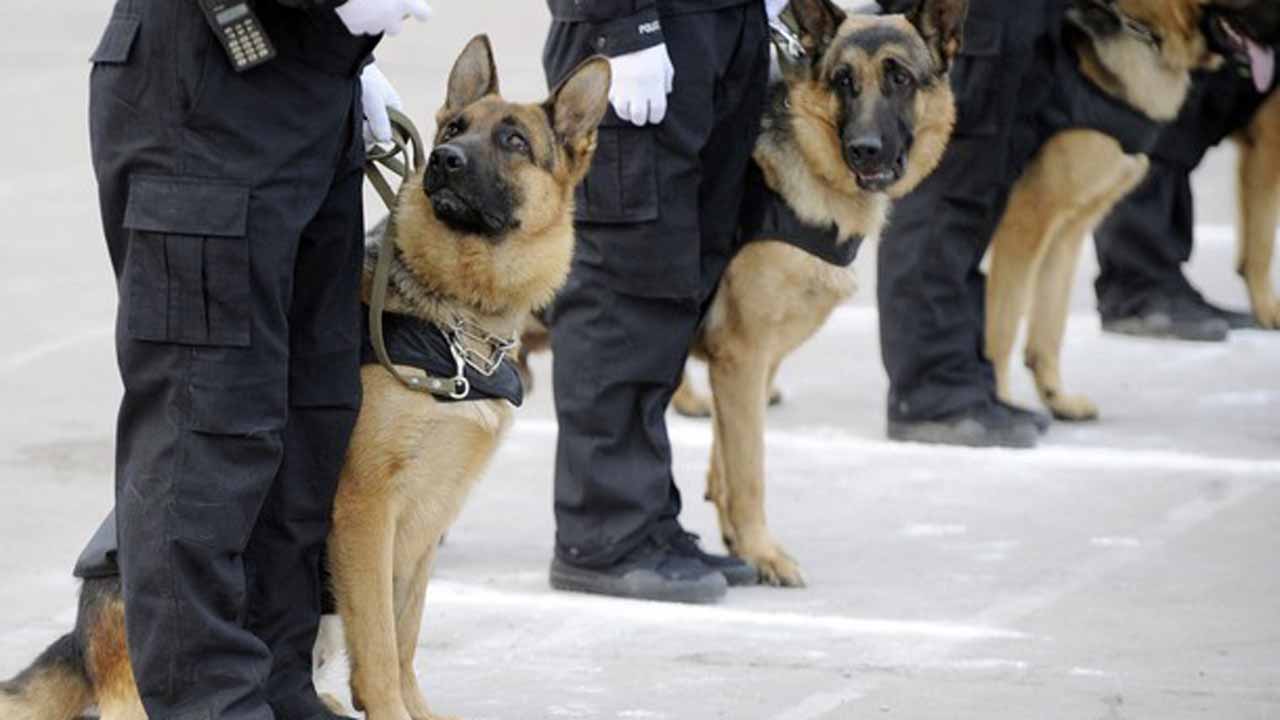 Nigerian Police Dogs
