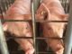 Scientists Are Figuring Out How To Grow Human Organs Inside Pigs 1