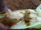 Scientists find crop destroying caterpillar armyworm spreading rapidly in Africa