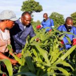South Africa confirms presence of invasive pest that infests maize