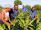 South Africa confirms presence of invasive pest that infests maize