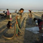 Australian Scientists Tackle Myanmar Snake Bite Problem