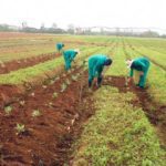 Farming