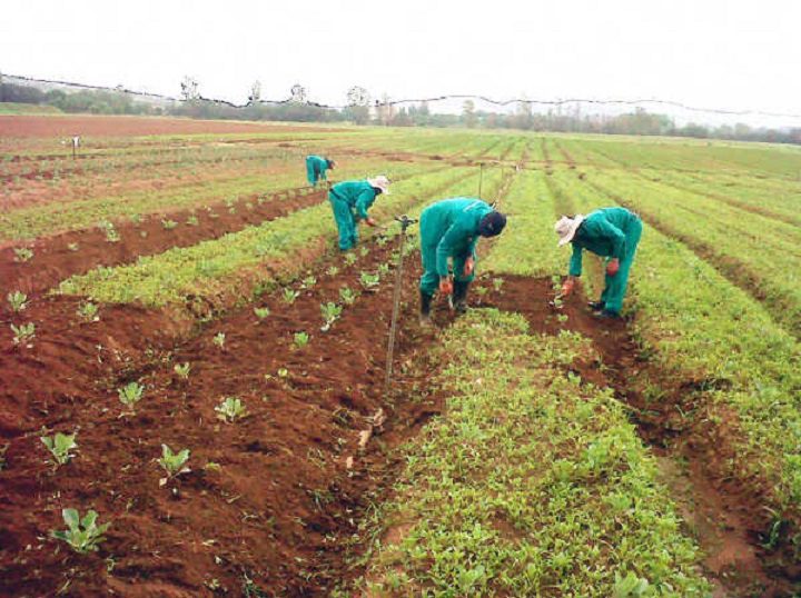 Farming