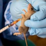 Lassa fever e1452545278971