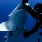 shark he saved