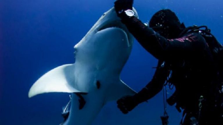 shark he saved