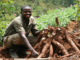 Cassava farmer what a bumper harverst 1