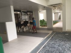 Cow Takes LIft to 16th Storey In Singapore