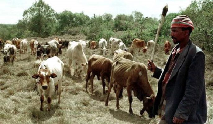 CATTLES