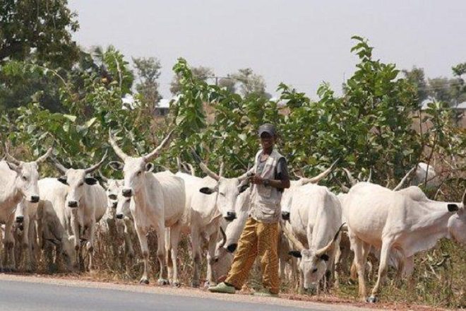 Cattle