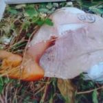 Missing Charity Aiyedogbon