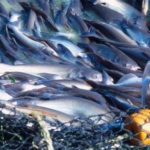 Nigeria deficit of 1.9 million metric tons of national fish demand