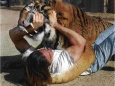 Tiger kills female zookeeper at zoo in England