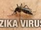 Zika virus is usually spread by mosquitoes