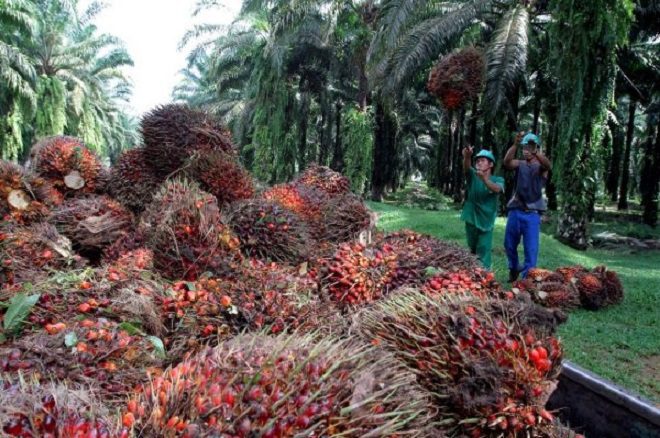 palm oil