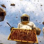 Honey to earn Nigeria 10bn