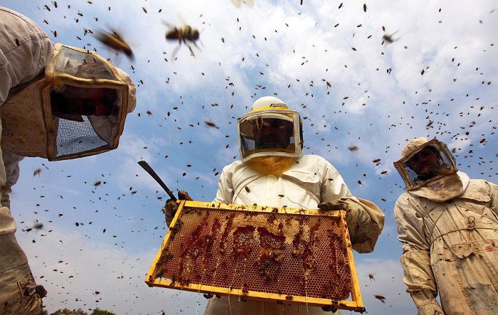 Honey to earn Nigeria 10bn