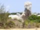 Landmine kills eight in northeast Kenya police