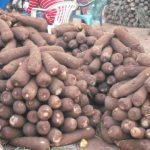 Yam tubers