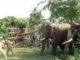 elephant kills 9 men