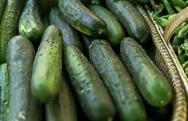 cucumber fruits in Cross River