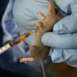 Lassa fever 653x365 620x365