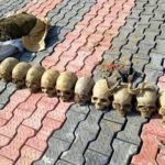 6295501 skulls jpeg7f3be24dad1e90ab215a04e2ea857ed4