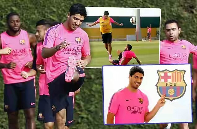 saurez