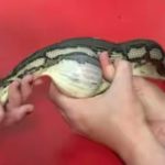 Snake swallows tennis ball 670x372